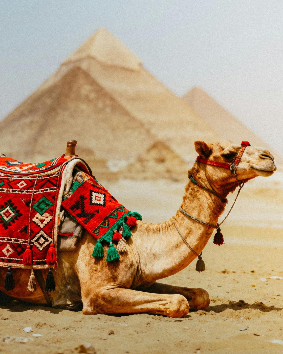 Egitto: aumento tariffa visto