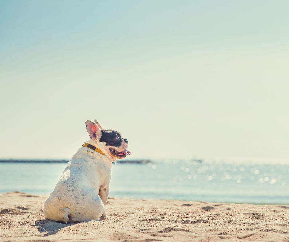 Villaggi Veraclub per gli amici a 4 zampe
