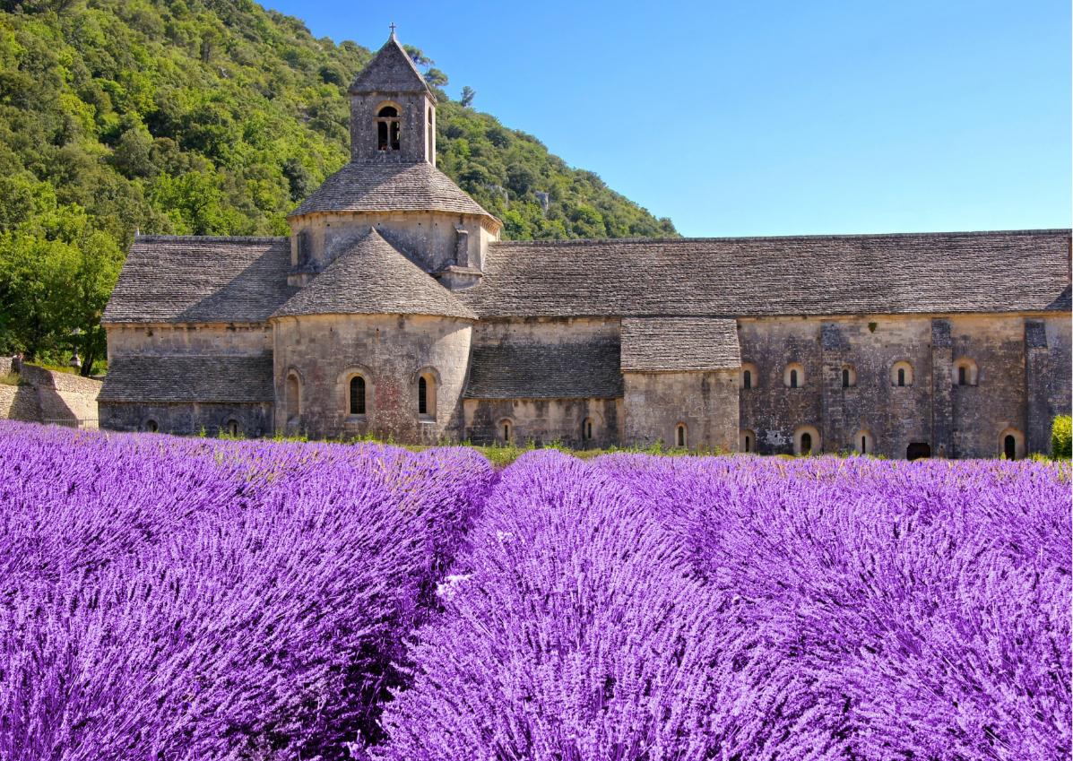 Fiori di Lavanda in Provenza, Isola del Conte di Montecristo, Crociera nelle Falesie di Cassis